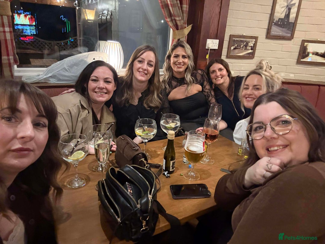 Mixed Breed dogs for sale: Absolutely gorgeous lhatese puppies - Advert 17