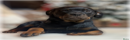 Rottweiler dogs for sale: ROTTWEILER PUPPIES. KC REGISTERED. FREE INSURANCE. - Advert 12