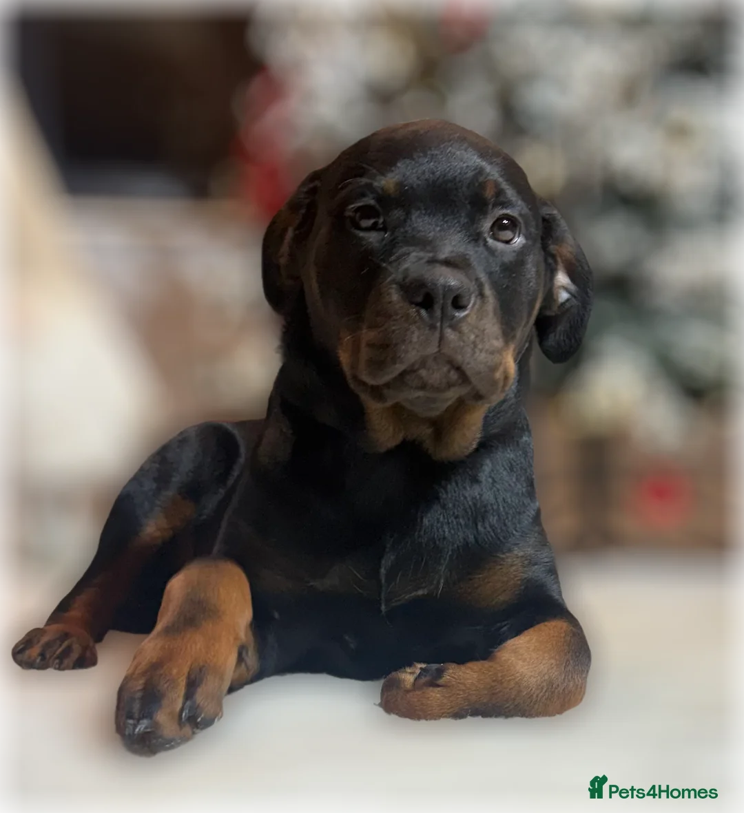 Rottweiler dogs for sale: ROTTWEILER PUPPIES. KC REGISTERED. FREE INSURANCE. - Advert 12