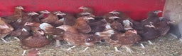 Chickens poultry for sale: Point of lay pullets  - Advert 2