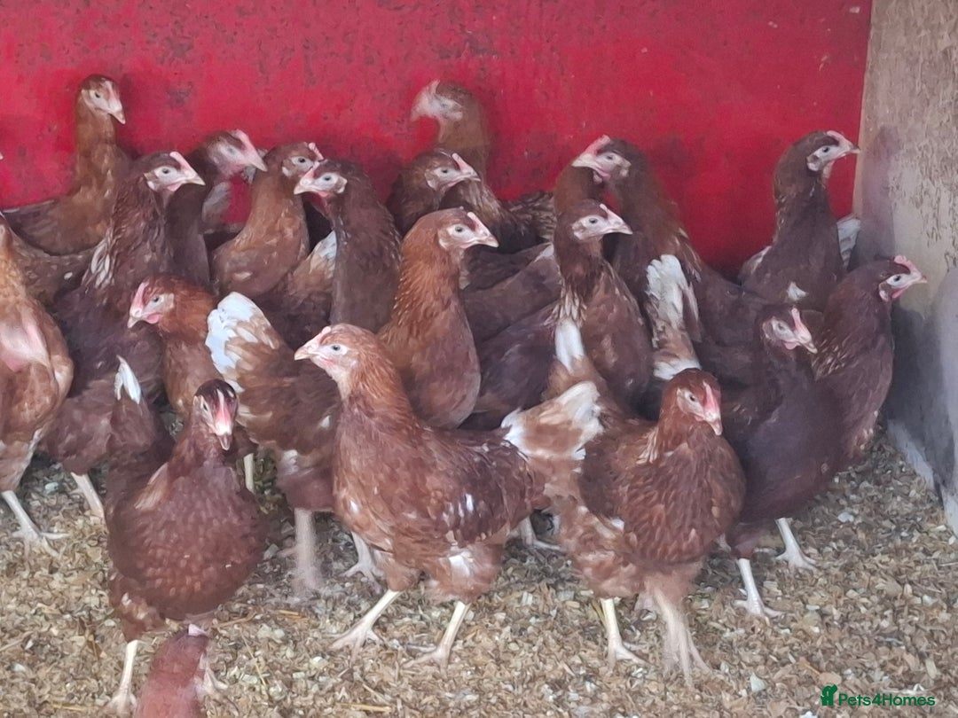 Chickens poultry for sale: Point of lay pullets  - Advert 2