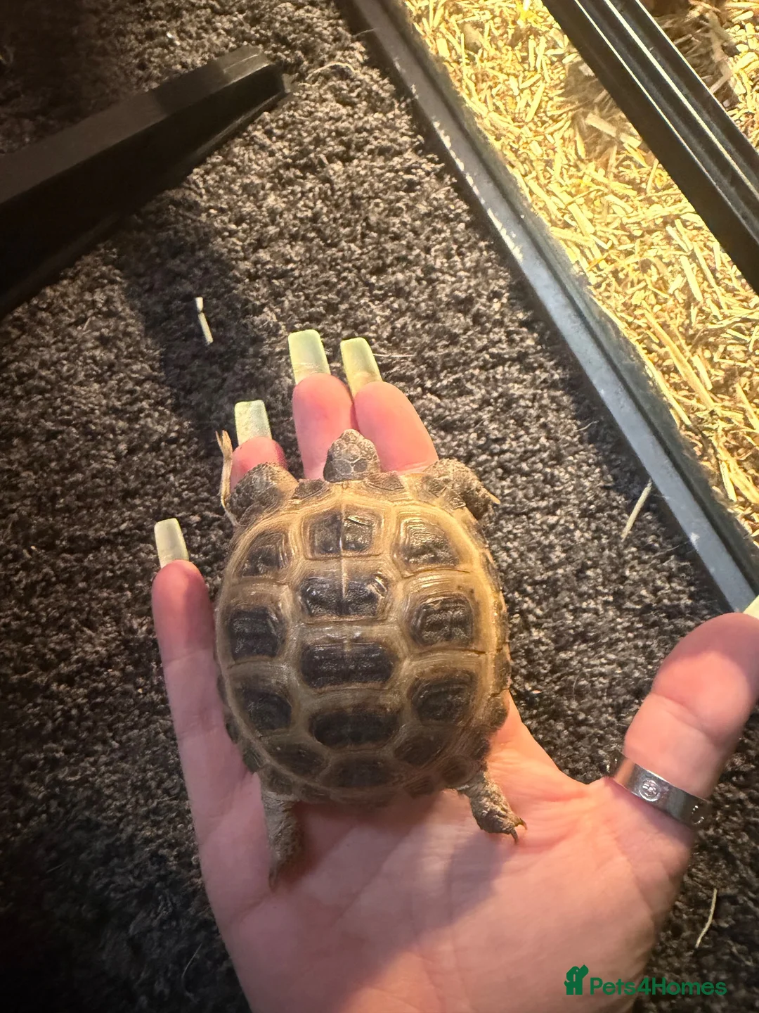 Tortoise reptiles for sale: Horsfield tortoises  - Advert 5