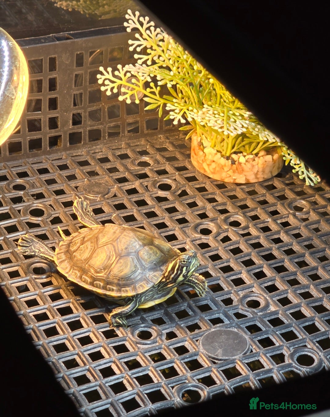 Turtle reptiles for sale: Mississippi Map Turtles - Image 5