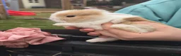 Mini Lop rabbits for sale: Beautiful plush lops  - Advert 6