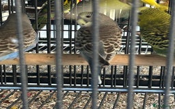 Budgerigars birds for sale: Various Stunning Mixed Baby Budgies  - Image 1