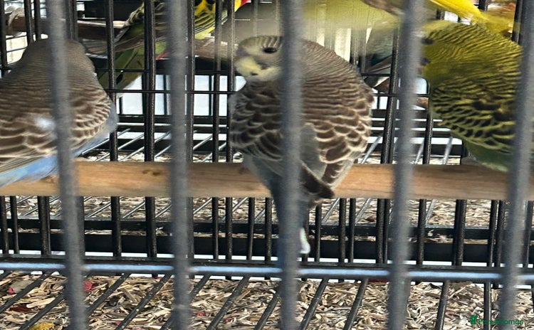Budgerigars birds - Advert 3