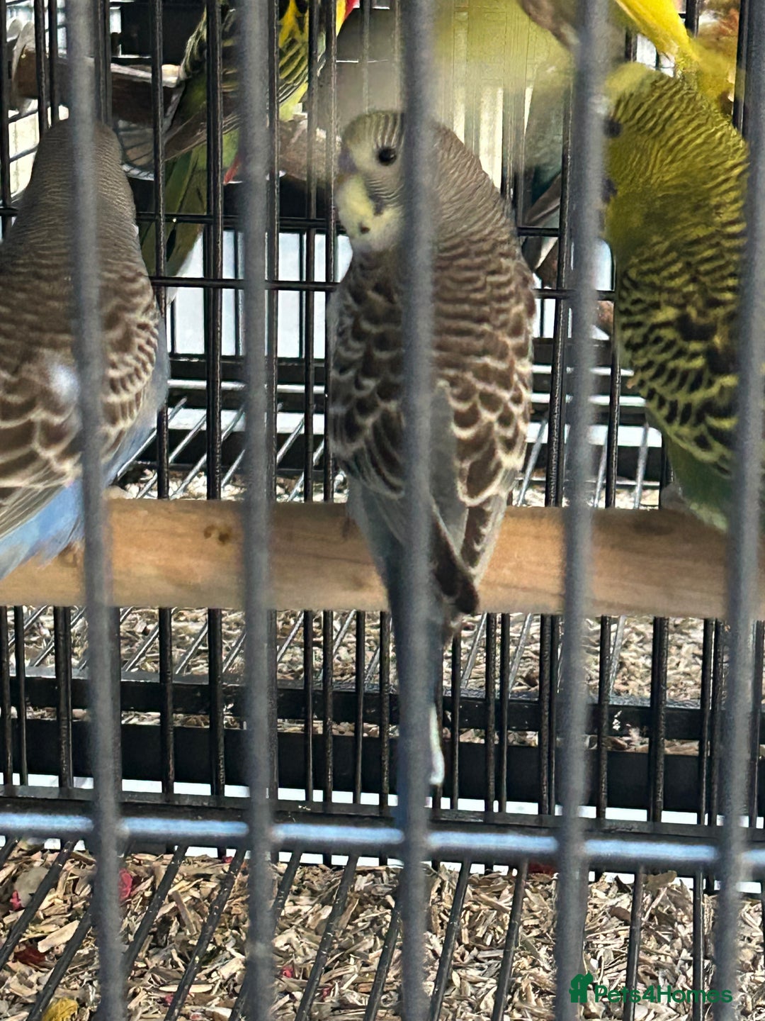 Budgerigars birds for sale: Various Stunning Mixed Baby Budgies  - Image 1