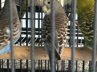 Budgerigars birds - Advert 12