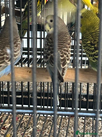 Budgerigars birds - Advert 3