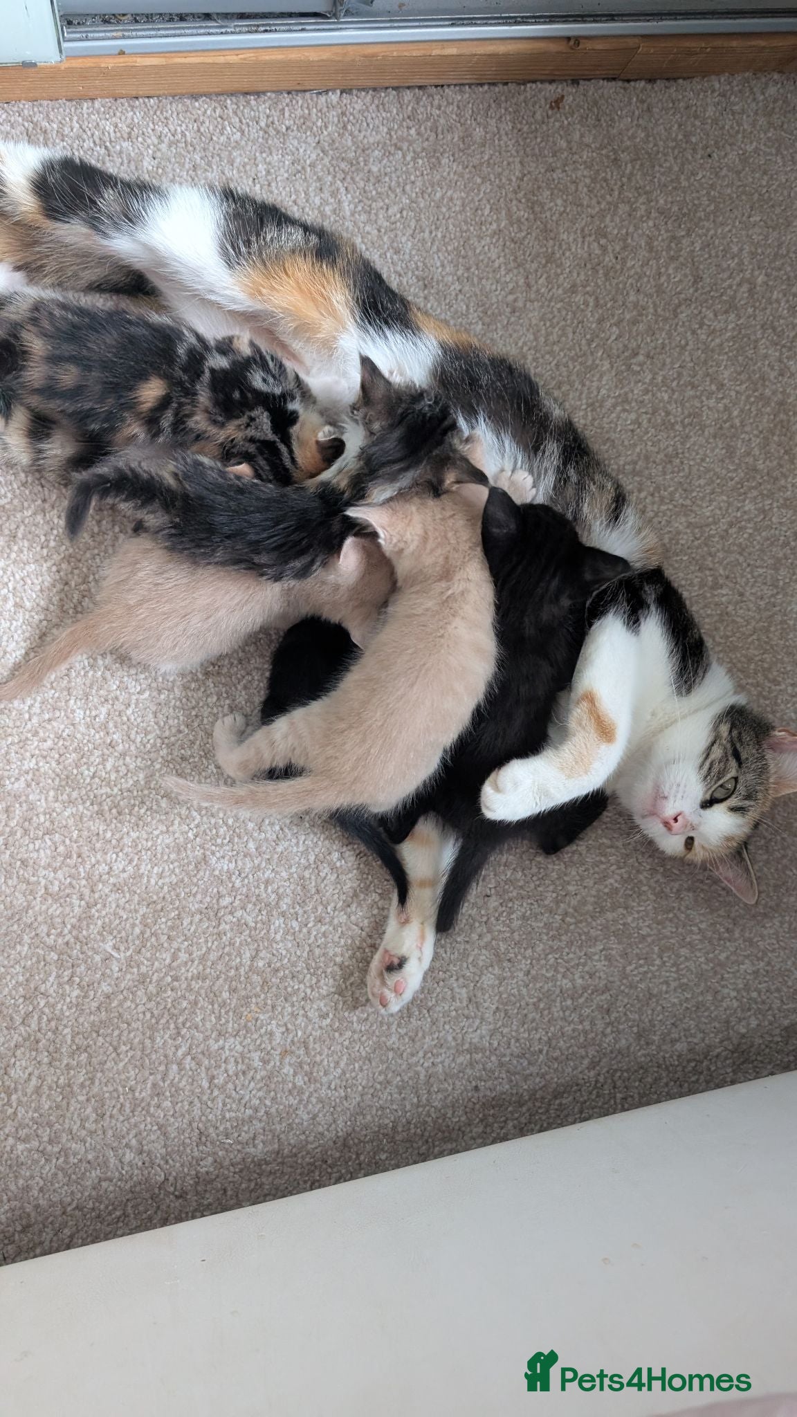 Mixed Breed cats Kittens for sale - Advert 5