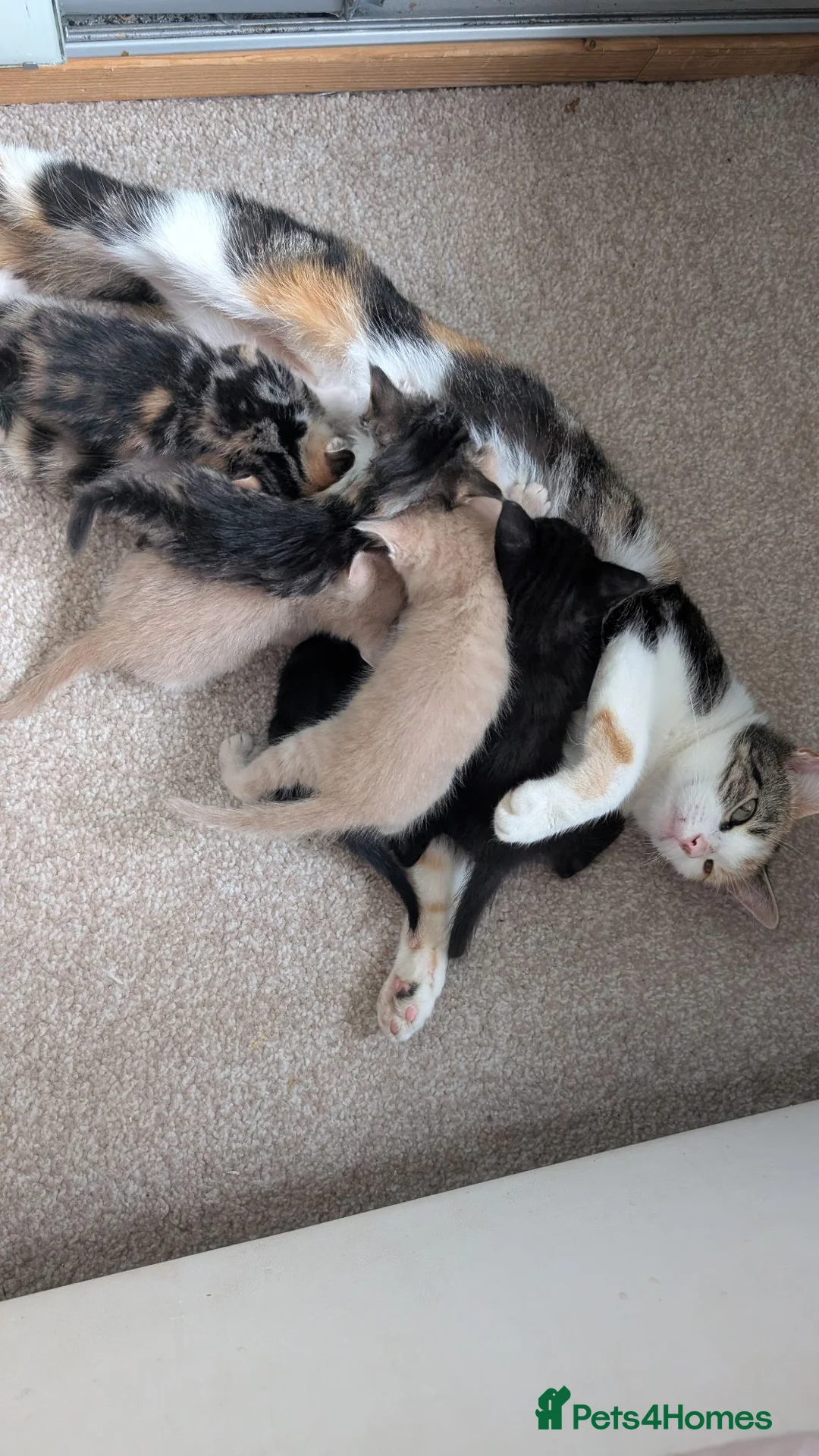 Mixed Breed cats for sale: Kittens for sale - Advert 1