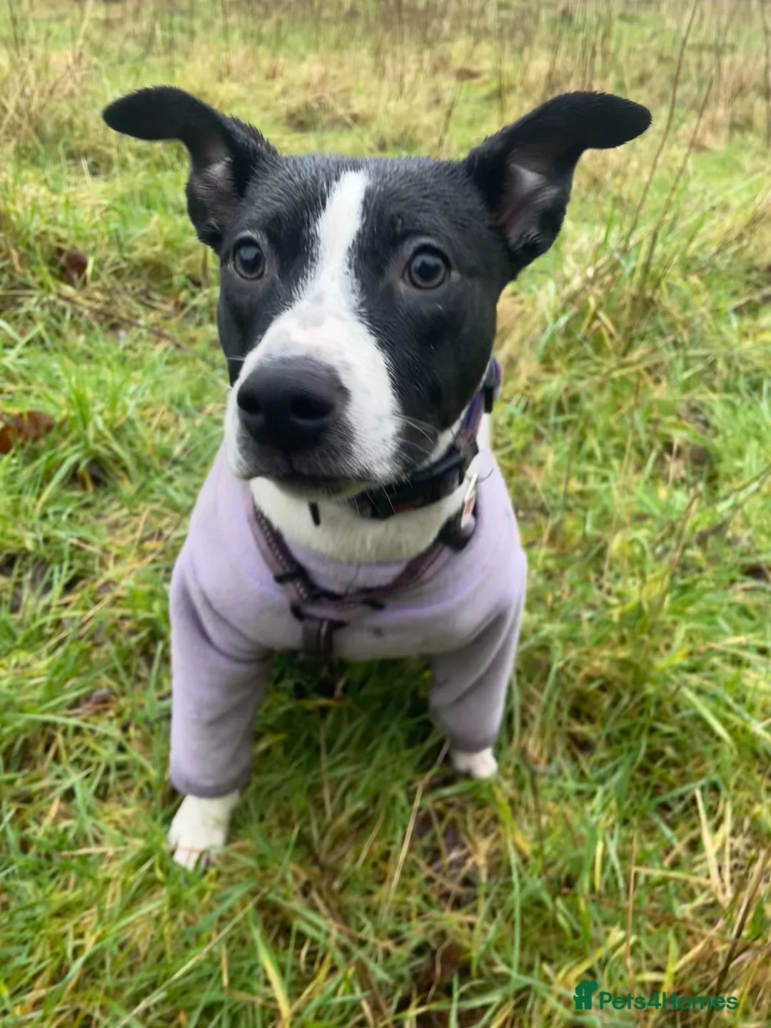 Mixed Breed dogs for sale: 6m Staffordshire bull terrier x lurcher female  - Advert 1