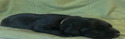Goldador dogs for sale: 8 gorgeous black goldadors  - Advert 27