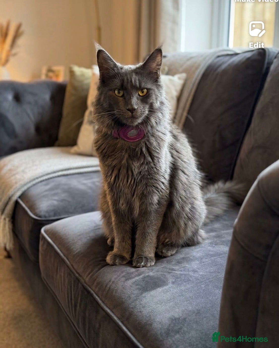 Maine Coon cats TICA registered female Mainecoon  - Advert 1