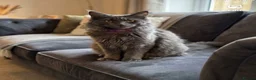 Maine Coon cats for sale: TICA registered female Mainecoon  - Advert 3