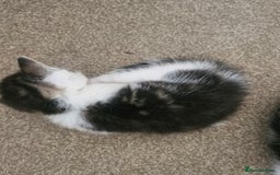 Mixed Breed cats for sale: 🐾 Rory & Charlie – Bengal Mix Boys 🐾 - Image 8