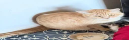 Mixed Breed cats for sale:  Rehoming  - Advert 17