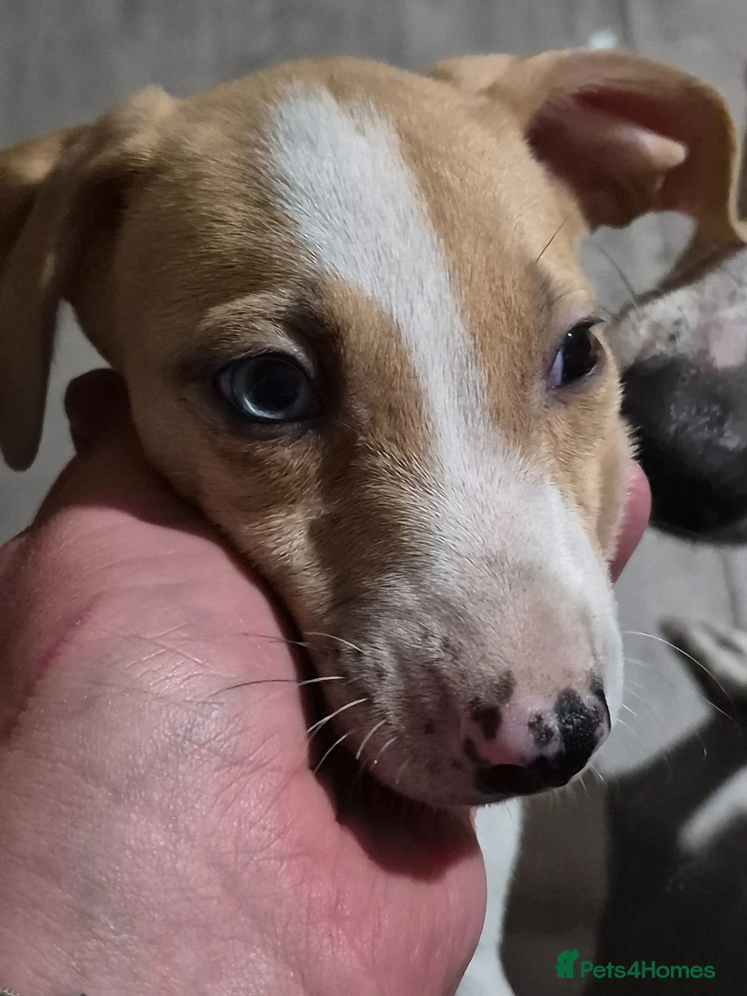 Lurcher dogs for sale: Beautiful Lurcher Litter - Advert 14