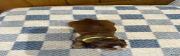 Cocker Spaniel dogs for sale: Health Tested Kc Show Type Cocker Spaniel Puppies - Advert 14