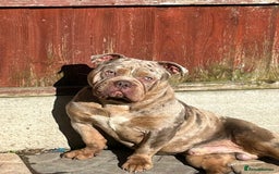 Olde English Bulldogge dogs for sale: Diesel 🐶 - Image 4