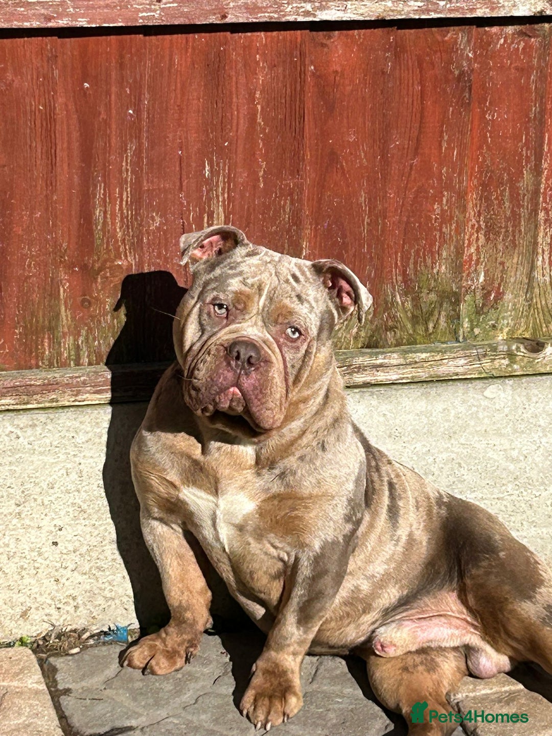 Olde English Bulldogge dogs for sale: Diesel 🐶 - Image 4