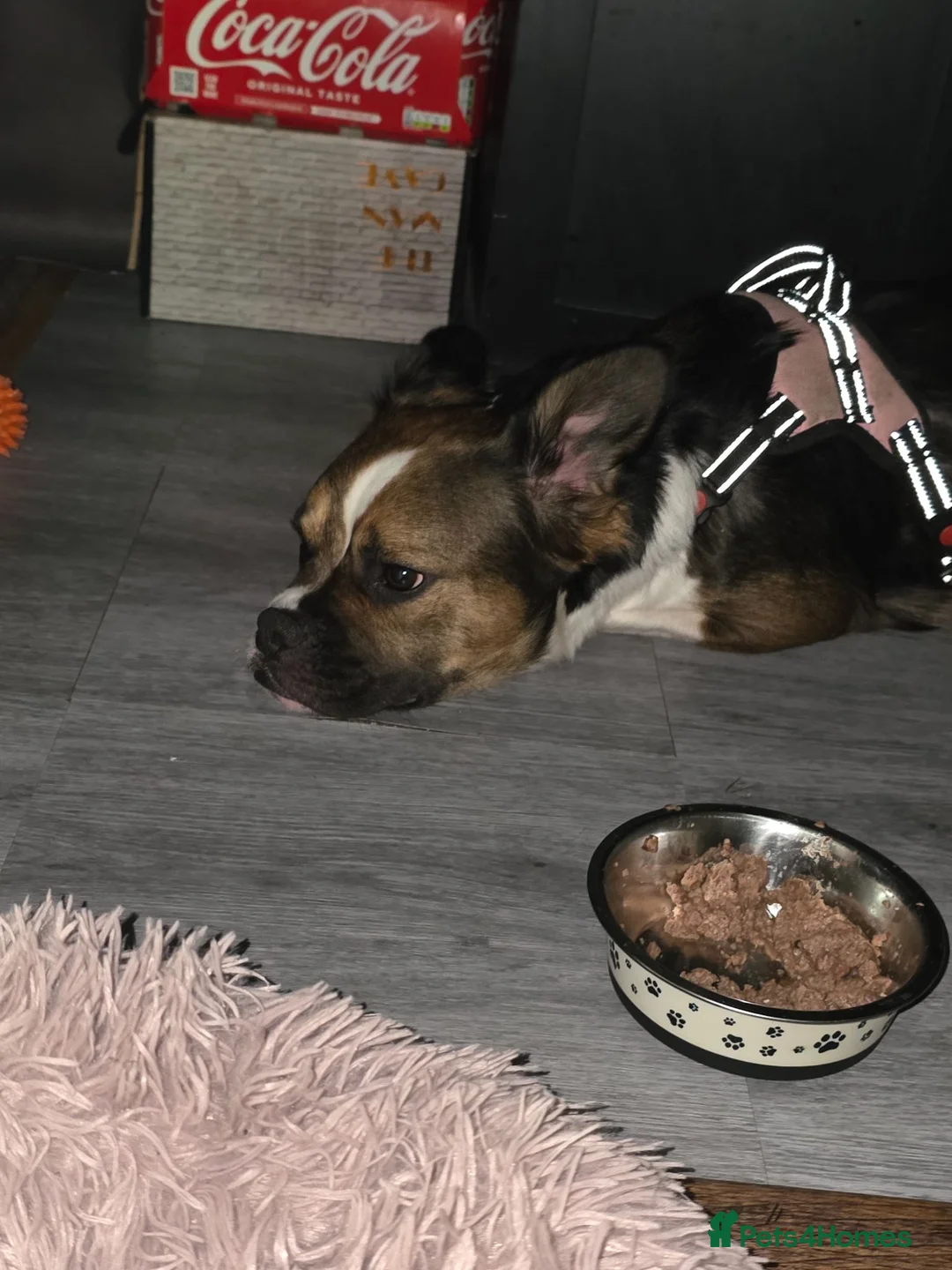 Mixed Breed dogs for sale: ASAP Rehome Boston X Frenchie  - Advert 2
