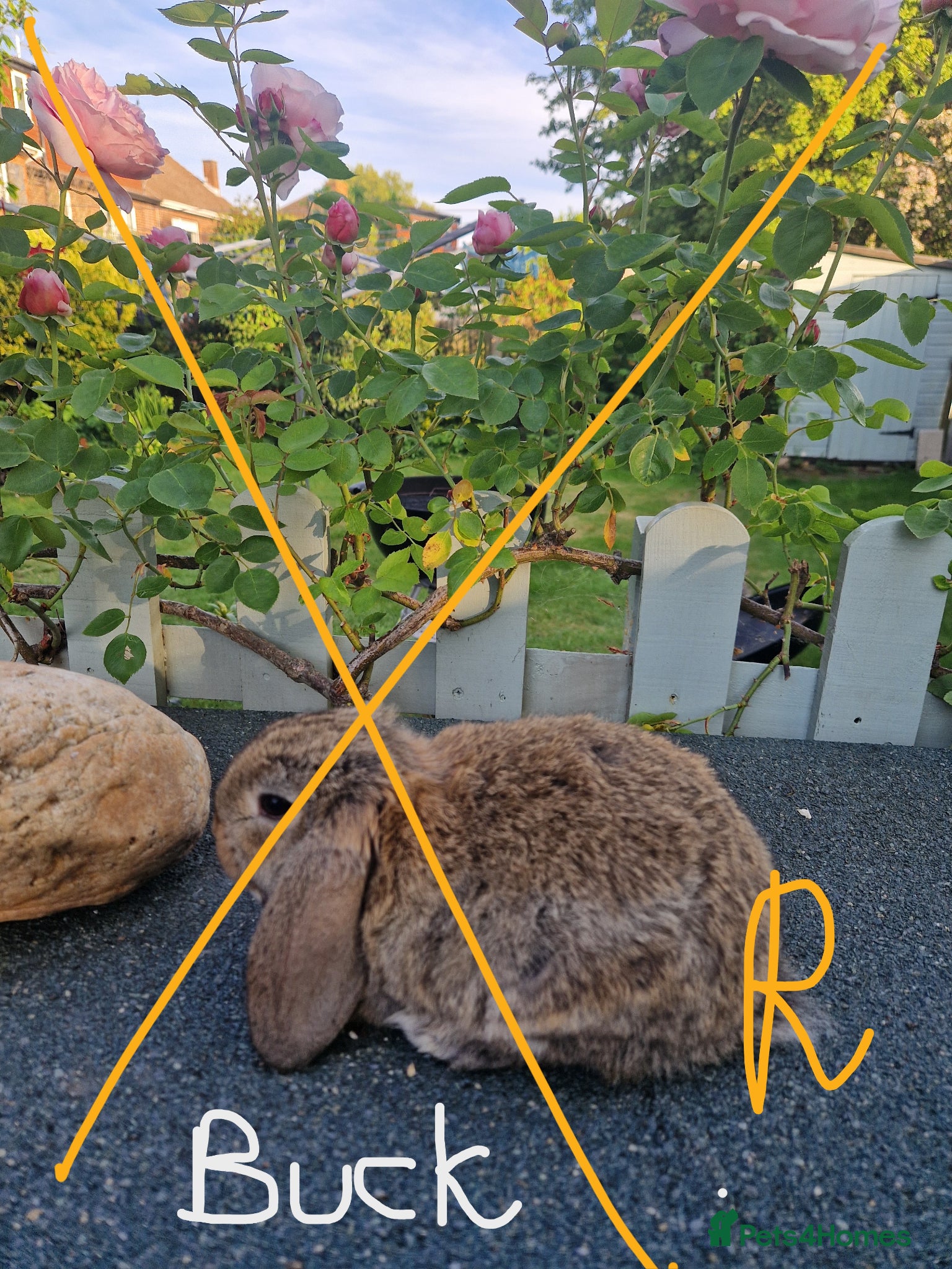 Mini Lop rabbits Friendly baby mini lops for sale  - Advert 2