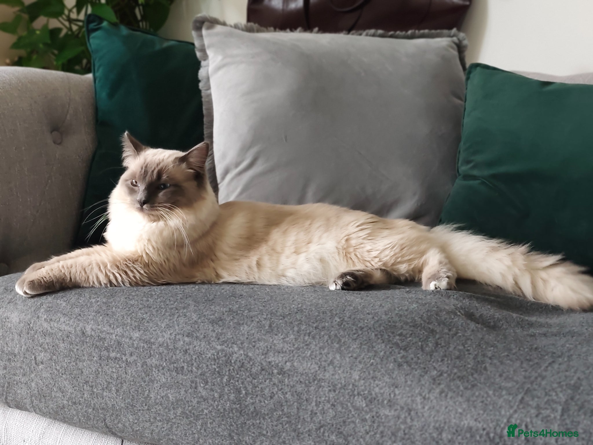 Ragdoll cats for sale: Beautiful Blue Point Ragdoll – 1 Year Old - Advert 7