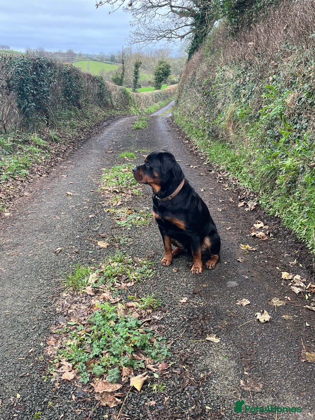 Rottweiler dogs for stud: Rottweiler for stud - Advert 2