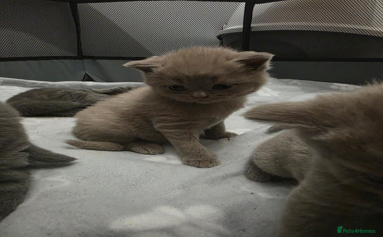 British Shorthair cats Stunning British shorthair kittens  - Advert 8