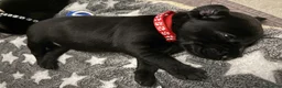 Labrador Retriever dogs for sale: Labrador retriever puppies  - Advert 2