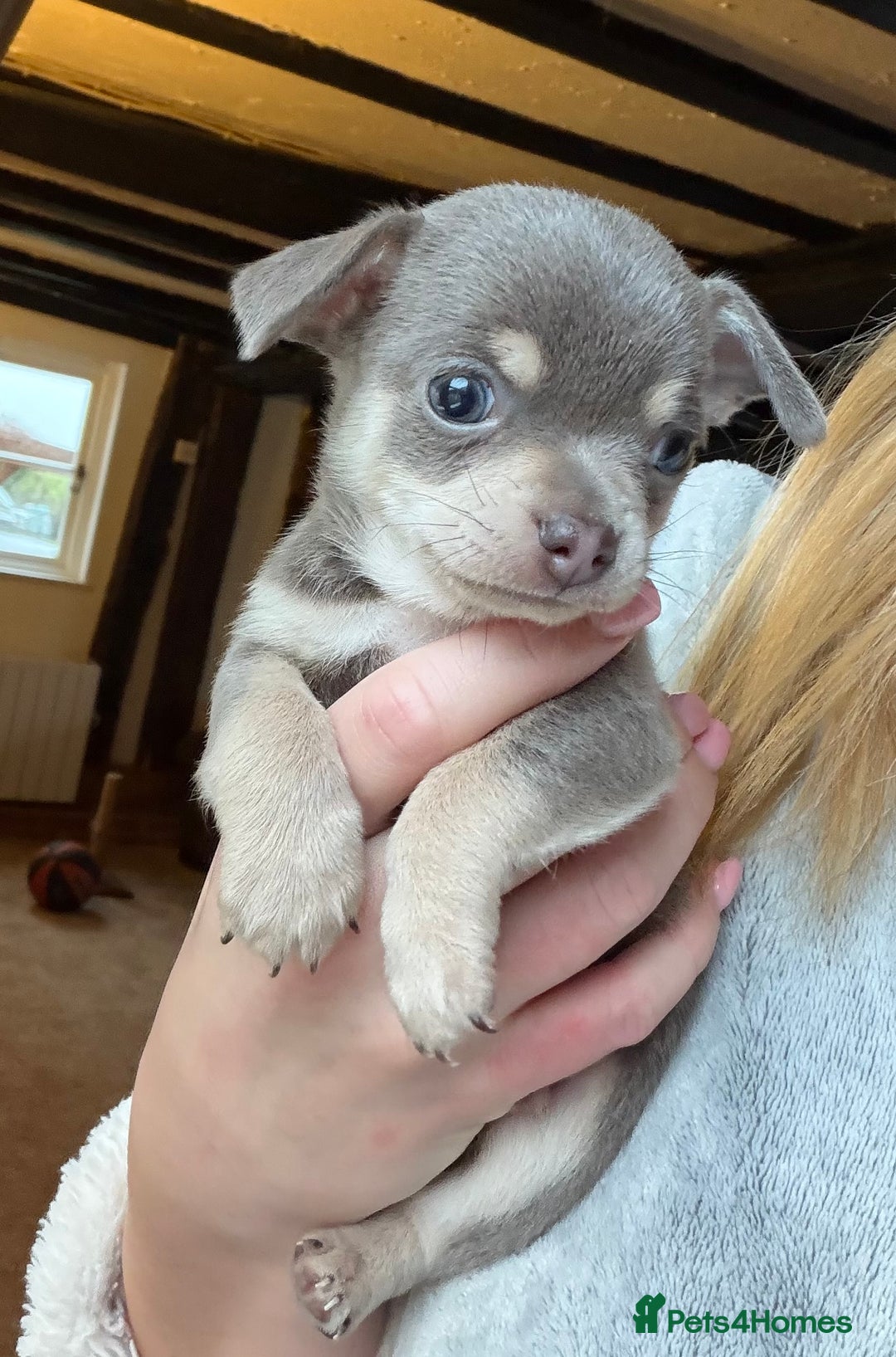 Chihuahua dogs for sale: Stunning Blue & Tan Male Chihuahua puppy - Advert 5