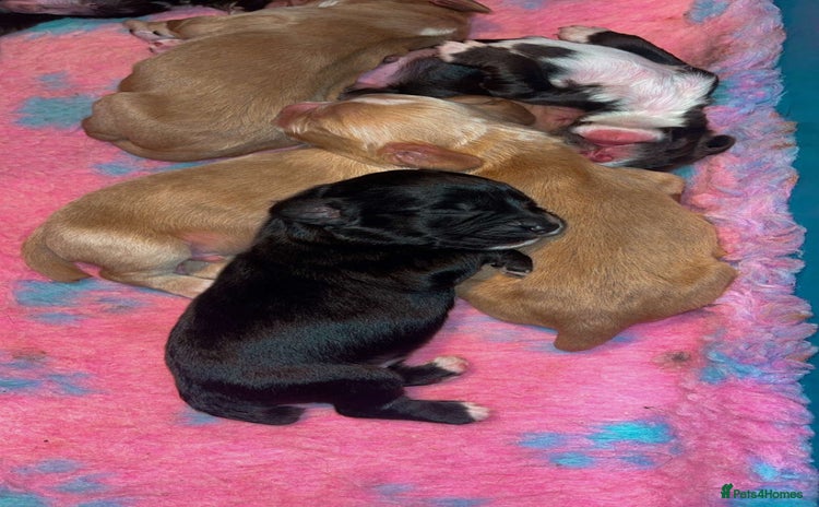 Cocker Spaniel dogs - Advert 1