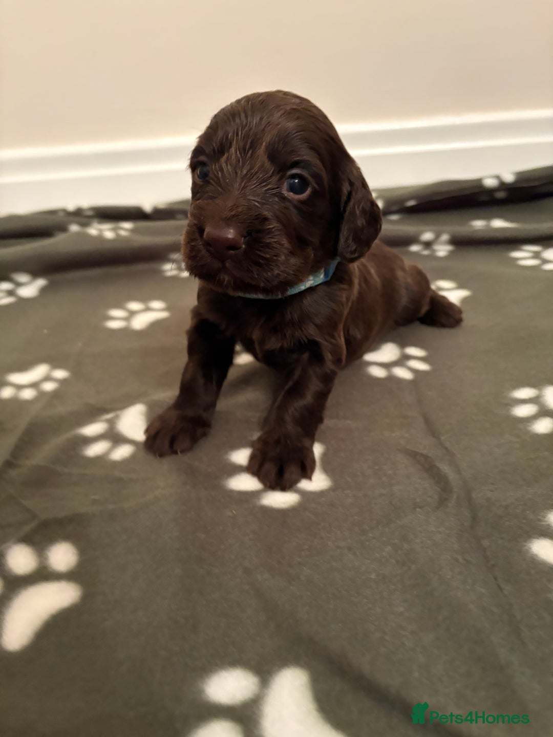 Cocker Spaniel dogs for sale: Stunning Chocolate KC cocker puppies - Advert 6