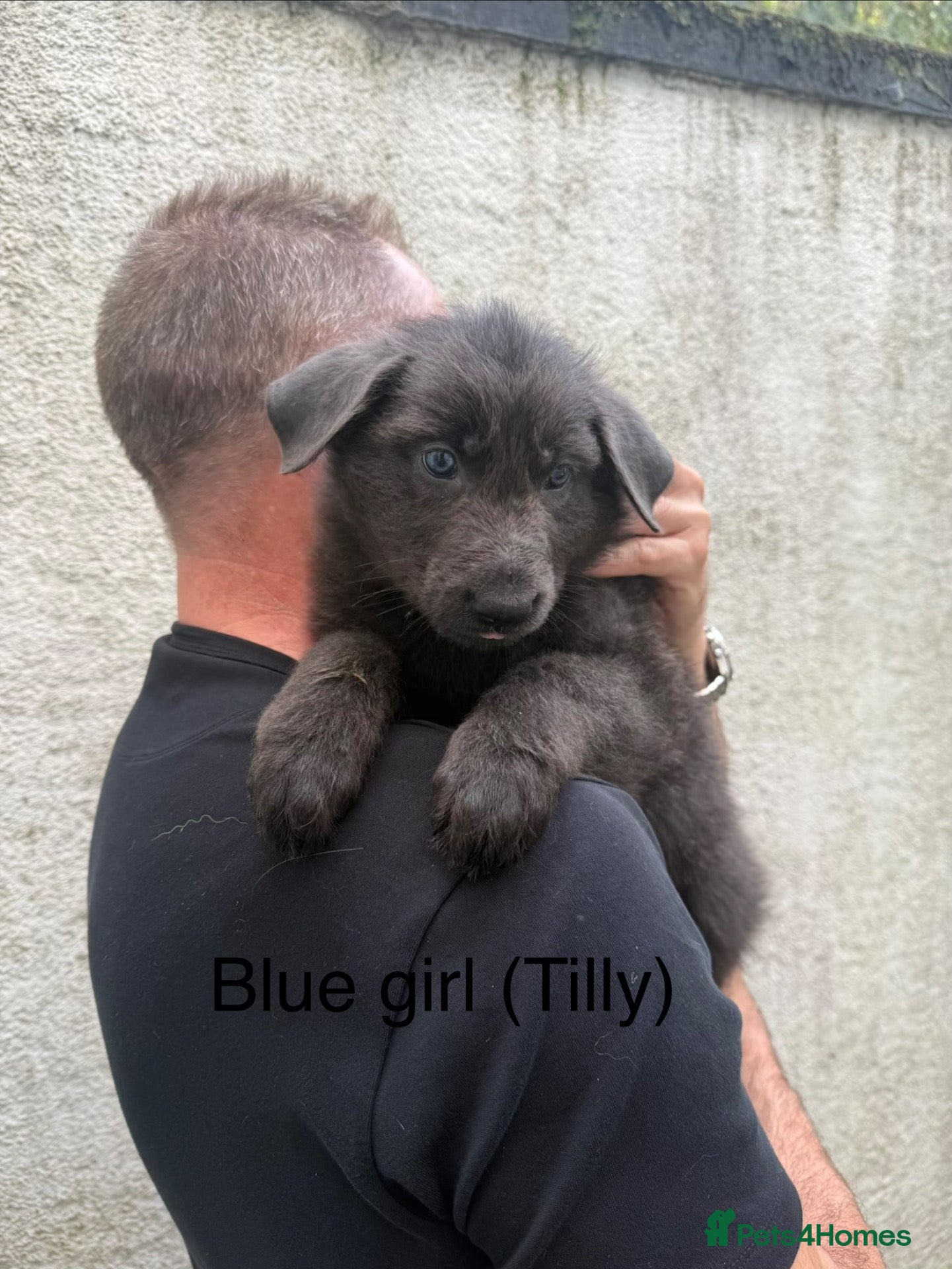 Mixed Breed dogs German shepherd x Tibetan mastiff 3 left  - Advert 6