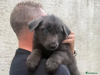 Mixed Breed dogs German shepherd x Tibetan mastiff 3 left - Advert 6