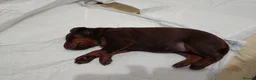 Dobermann dogs for sale: Dobermann puppies - Advert 36