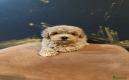 Maltipoo dogs for sale: Gourgeous toy maltipoo puppies❤️ - Image 12