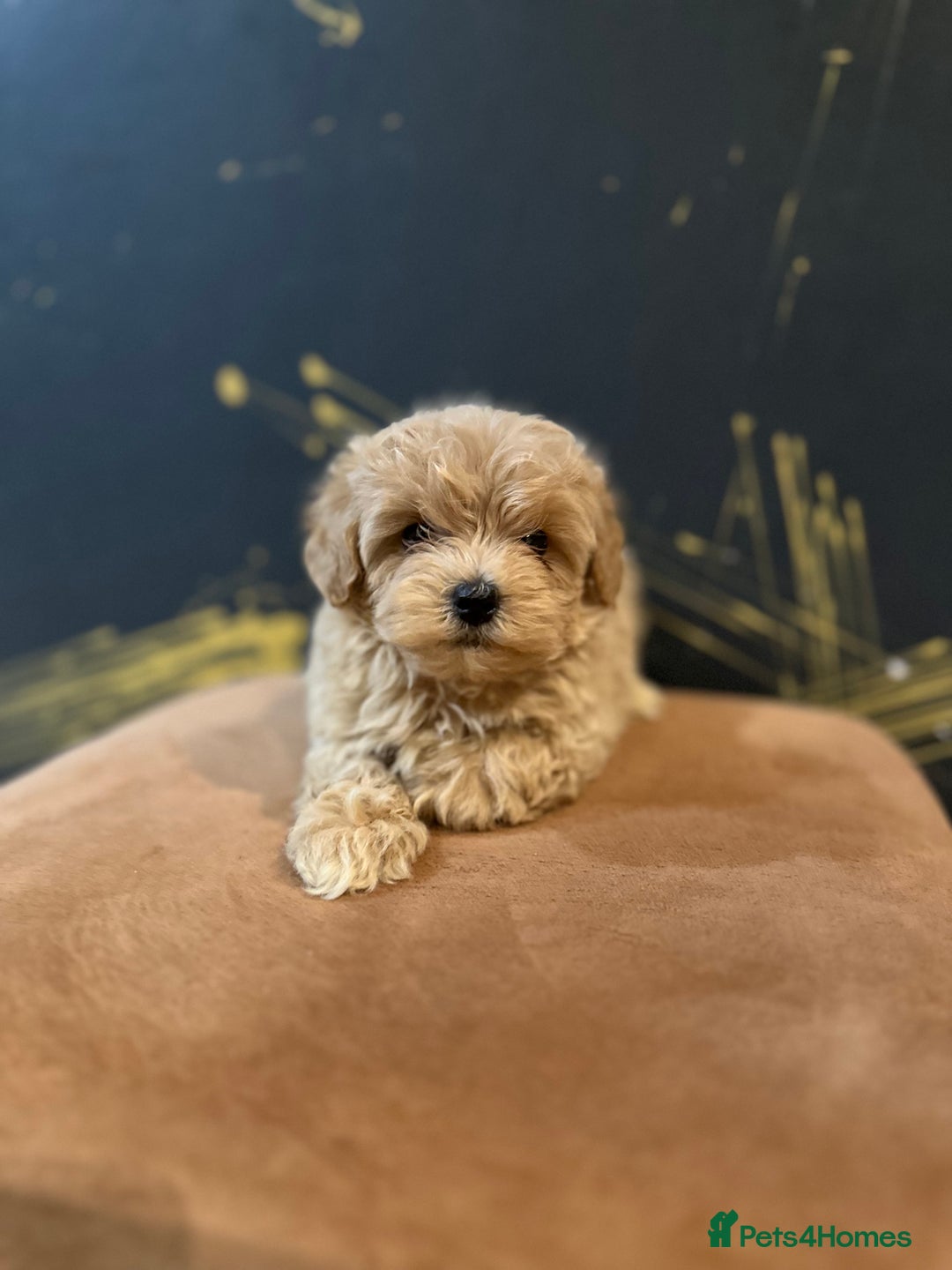 Maltipoo dogs for sale: Gourgeous toy maltipoo puppies❤️ - Image 12