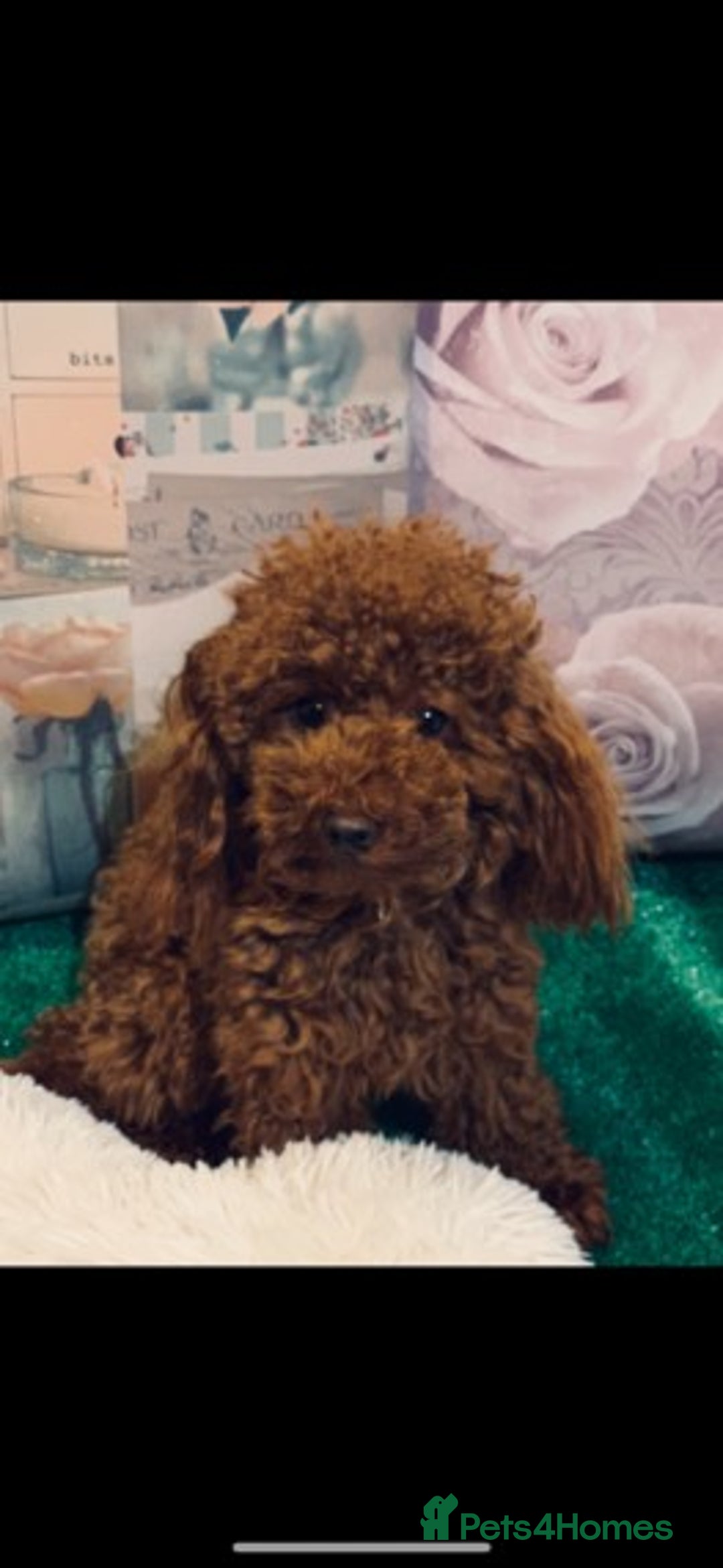 Toy Poodle dogs for stud: Extensively DNA Health Tested Deep Red Toy Poodle in Mansfield - Advert 1