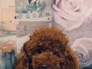 Toy Poodle dogs Extensively DNA Health Tested Deep Red Toy Poodle in Mansfield - Advert 15