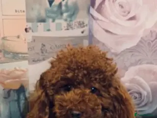 Toy Poodle dogs Extensively DNA Health Tested Deep Red Toy Poodle in Mansfield - Advert 22