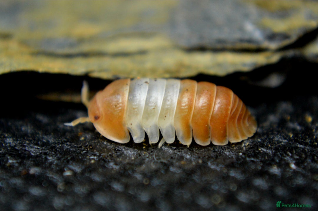 Isopods invertebrates for sale: Various Isopods Available. PLEASE READ FULL ADVERT - Advert 2