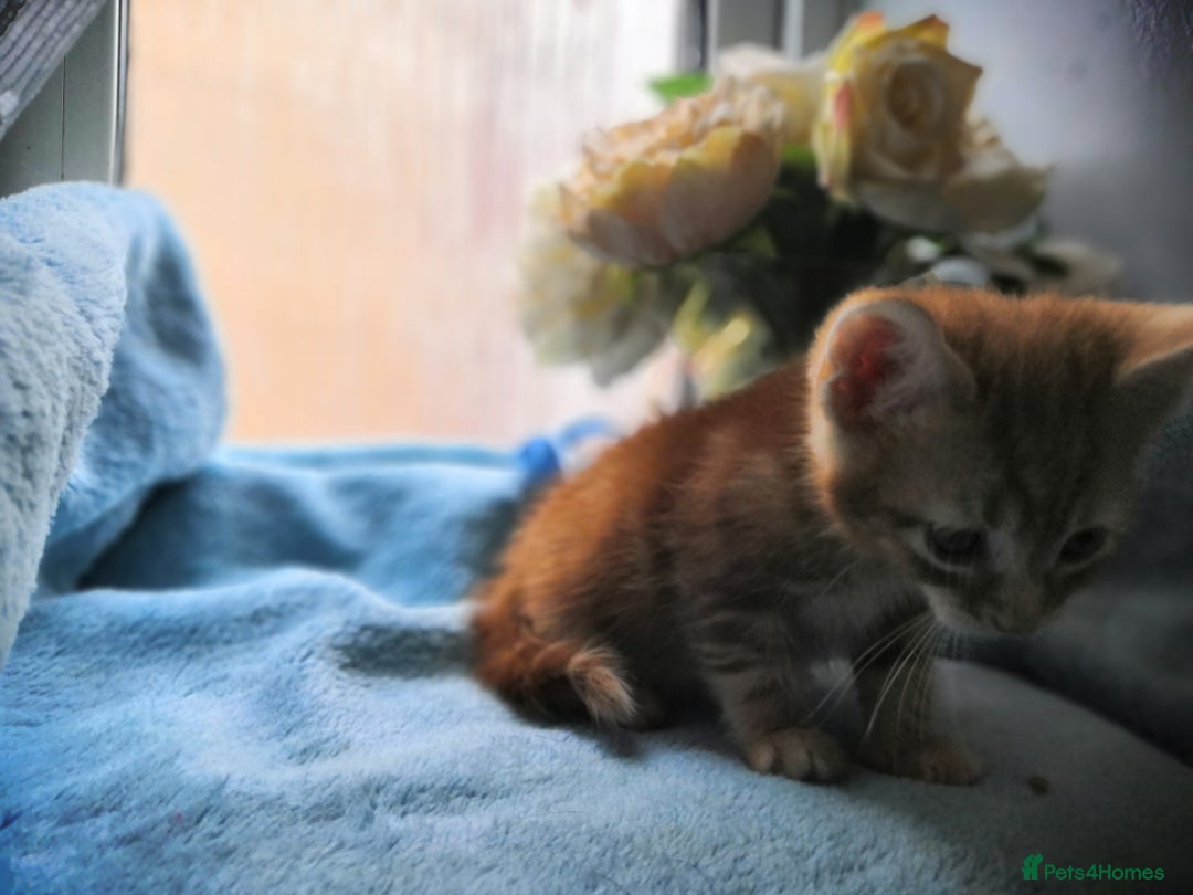 Mixed Breed cats for sale: Beautiful Male kittens VIDEOS - Image 13