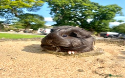 Guinea Pig rodents for sale: Long haired Guinea Pigs For Sale - Image 13