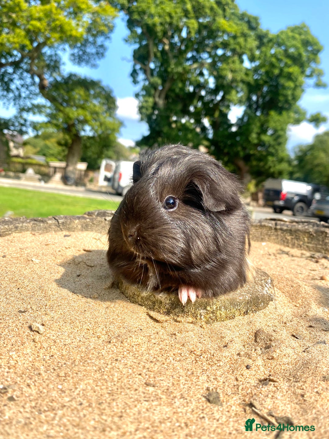 Guinea Pig rodents for sale: Long haired Guinea Pigs For Sale - Image 13
