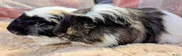 Guinea Pig rodents for sale: Pair of beautiful male sheltie guinea pigs  - Advert 2