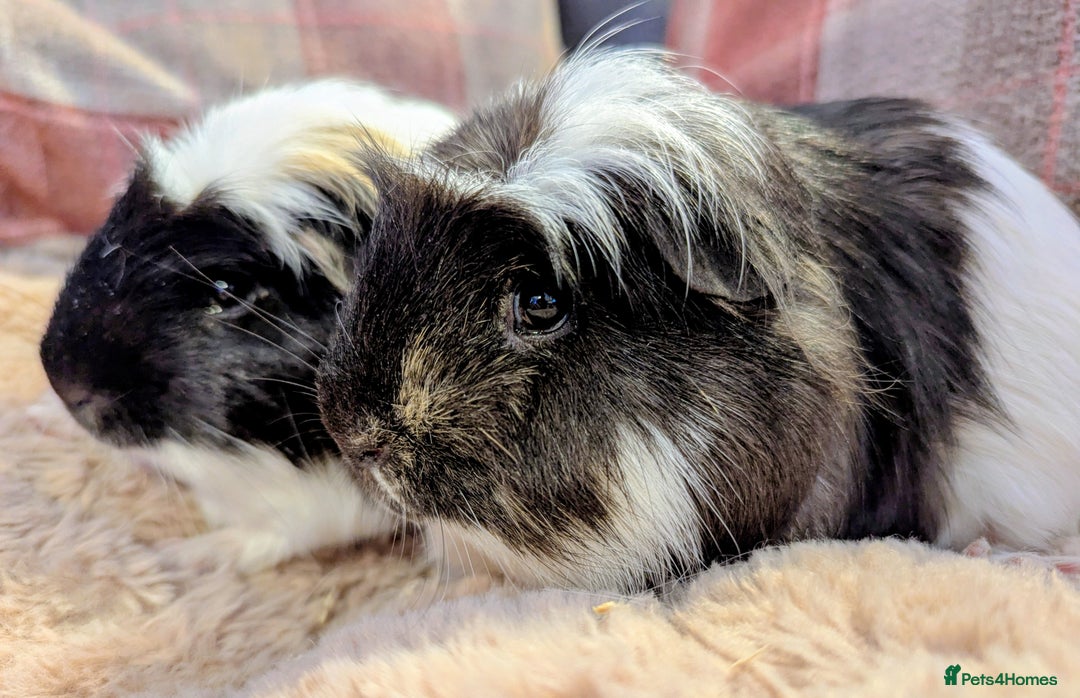 Guinea Pig rodents for sale: Pair of beautiful male sheltie guinea pigs  - Advert 2