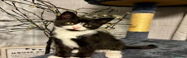 Mixed Breed Kitten 2
