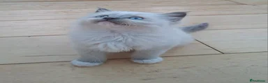 Ragdoll 1